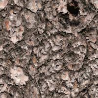 Seamless Bark 0013